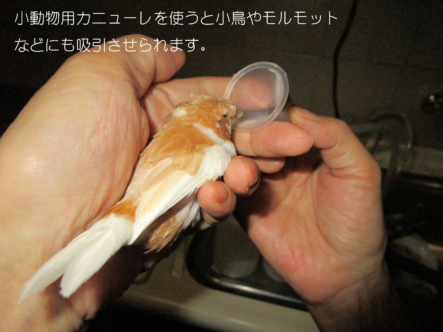 ペットの水素吸引カニューレ 送料無料