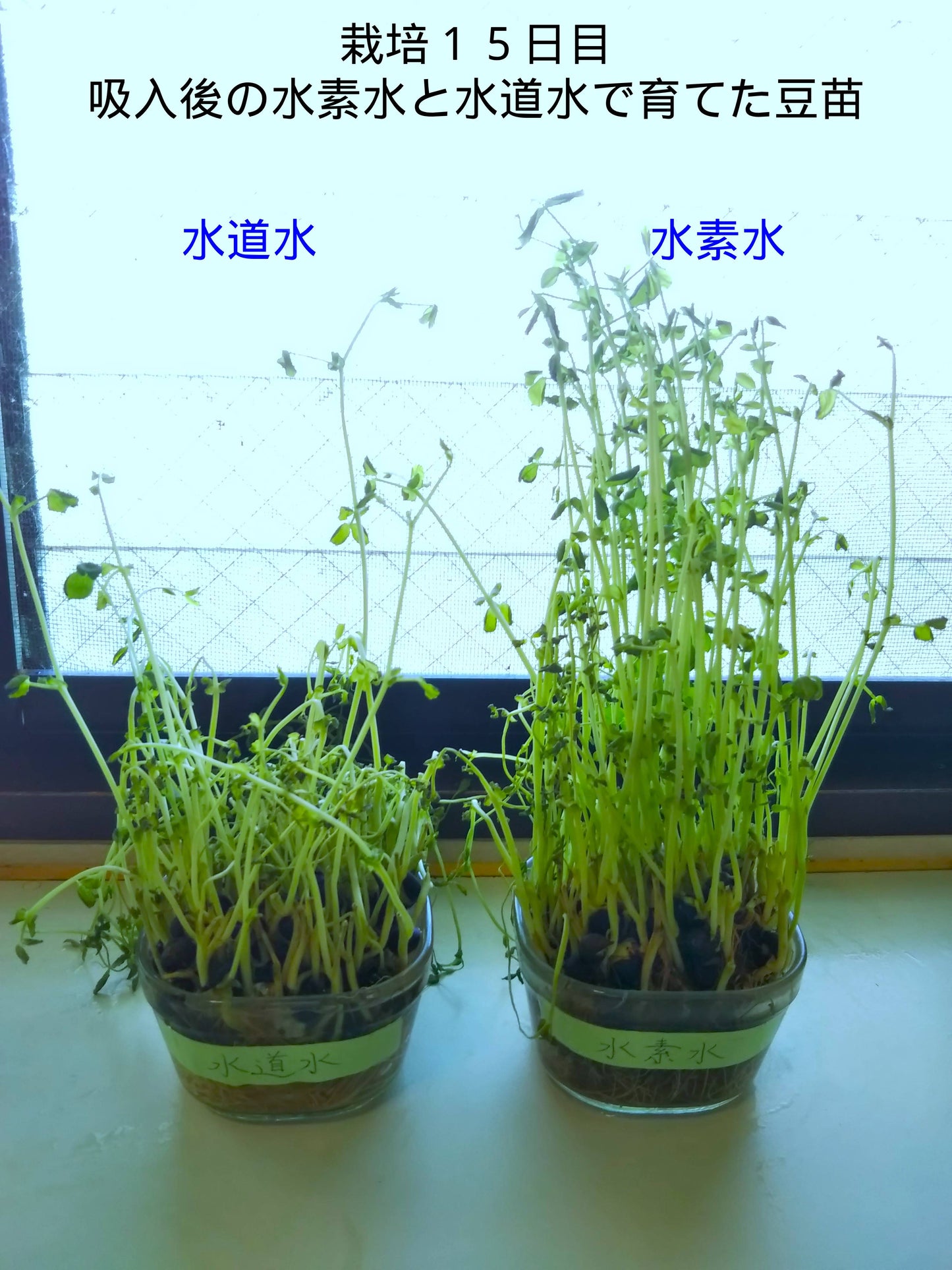 時短吸引3分２L吸引キット1G09LT2L 水素ガス100L付　旅行や携帯に便利