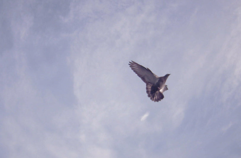 スカイカメラ 長期連続運用タイプ ケーブル延長最大20m レンズ交換タイプ