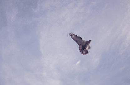 スカイカメラ 長期連続運用タイプ ケーブル延長最大20m レンズ交換タイプ